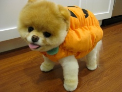 A Halloween Boo-t is megihlette