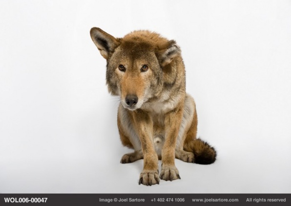 Egy súlyosan veszélyeztetett vörös farkas (Canis rufus gregoryi) a Great Plains Állatkertből