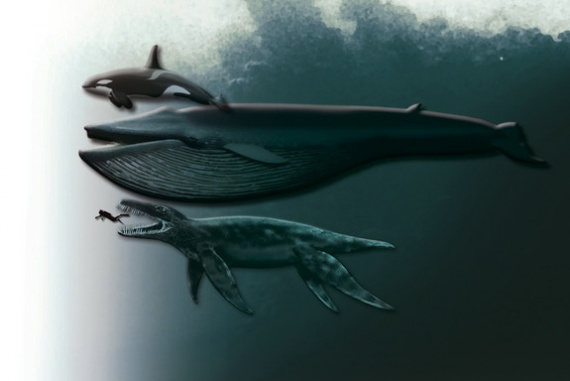 A ma élő legnagyobb ragadozó, a gyilkos bálna, a kék bálna, a Plioszaurusz funkei és egy ember méretarányos képe