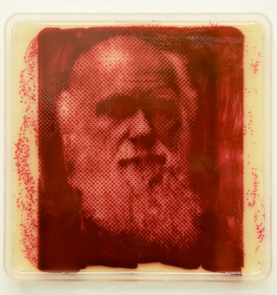 Charles Darwin (baktérium üveglapon)