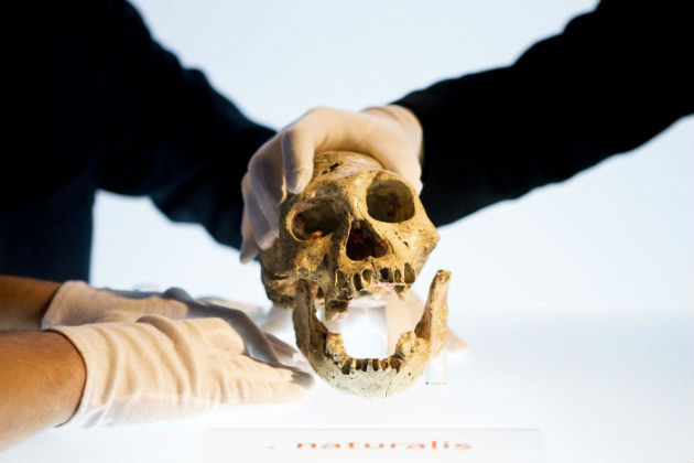 Az 1,8 millió éves dmaniszi koponya (Fotó: hirado.hu/AFP)