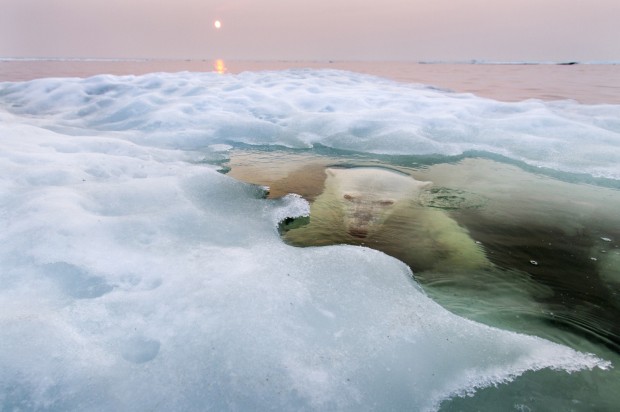 Paul Souders: Ice Bear