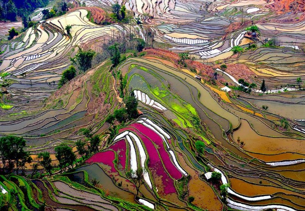 Kínai rizsföld (Fotó: Thierry Bornier)
