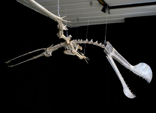 Illusztráció - Tropeognathus Mesembrinus pterosaurus (Fotó: AFP)