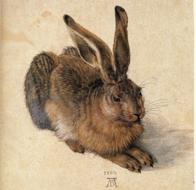 Dürer: Fiatal mezei nyúl, 1502 (Forrás: pinterest.com)